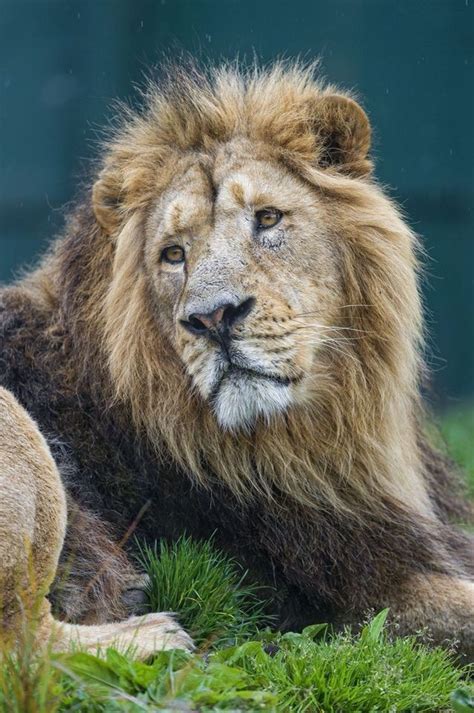 The lion is one of the largest, strongest and powerful felines in the world, second only in size to the siberian tiger. Pin de Felix Landavazo en Lions | Felinos, Animales, Fotos ...