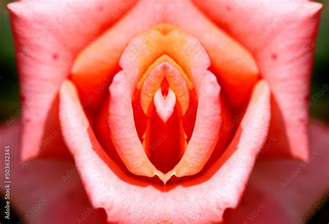 Sex Pussy Vulva Clitoris Vagina Orgasm Love Spring Bloom Petal Erotic Rose Flower