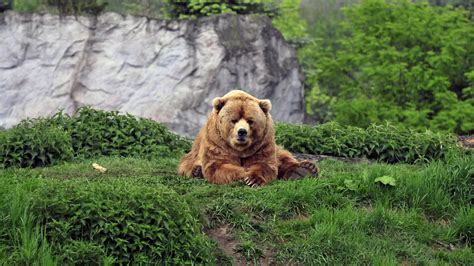 Grizzly Bear Backgrounds 63 Pictures