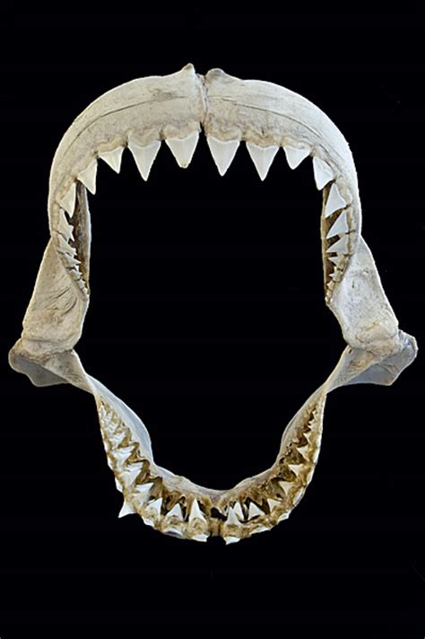 1000 Images About Shark Teeth On Pinterest Shark Tooth