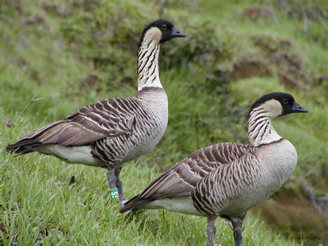 Hawaiian Nene Goose May Be Knocked Off Its Endangered Species Perch