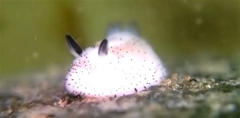 5 Facts About The Sea Bunny Slug