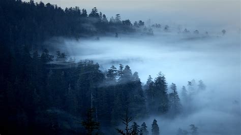 Nature Landscape Trees Forest Pine Trees Morning Mist Wallpapers