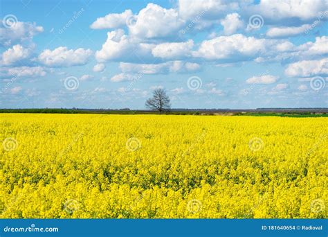 Beautiful Field With Yellow Flowers On A Background Of Blue Cloudy Sky