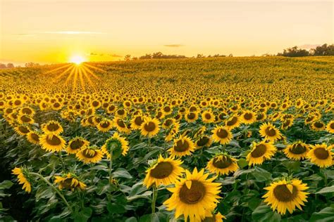 Sunset Over A Sunflower Field Print Uncovering Pa