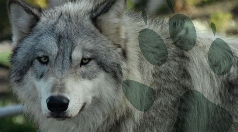 Gray Wolf - Cougar Mountain Zoo