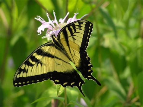 Check spelling or type a new query. Butterflies & Butterfly Plants of Central Florida | hubpages