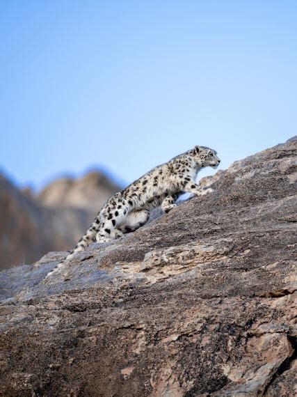 International Snow Leopard Trust
