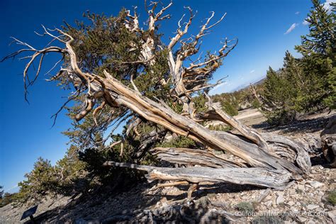 Ancient Bristlecone Forest Patriarch Grove And The Largest Bristlecone