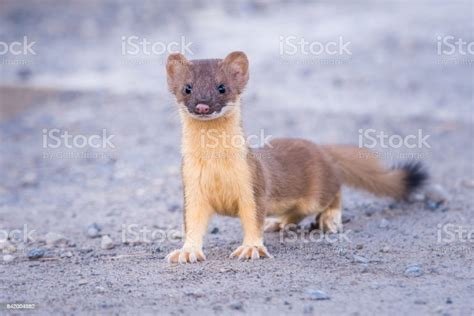 Weasel Stock Photo Download Image Now Weasel Long Tailed Weasel