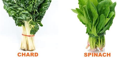 Differences Between Chard And Spinach Seeds And Plants