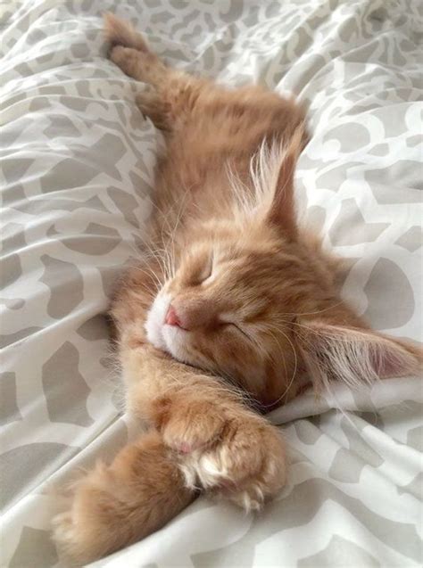 Adorable Ginger Kitty Sleeping Cute Cats Pretty Cats Baby Cats