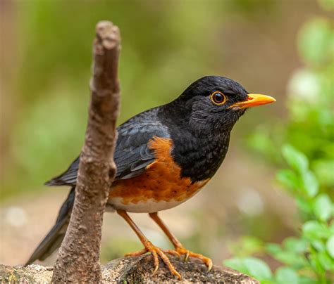 14 Birds That Look Like Robins With Pictures Optics Mag