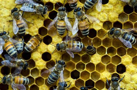 Scientists Genetically Engineered Bacteria To Protect Bees From Colony Collapse