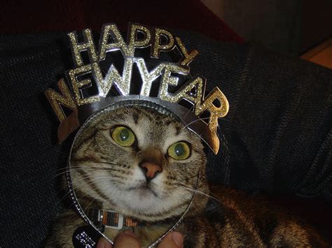 Happy Mew Year 10 Cats In New Years Party Hats Catster