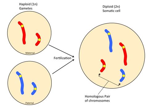 What's the difference between diploid and haploid? In The Diagram Which Multicell Structure Is Diploid 2n ...