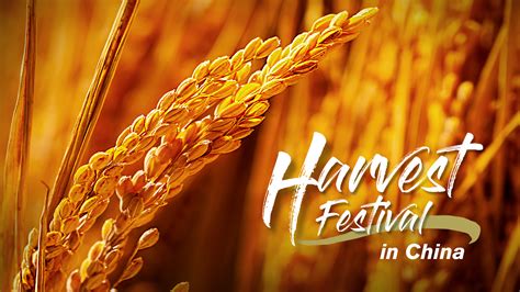 The Evolution Of Chinas Harvest Festival Cgtn