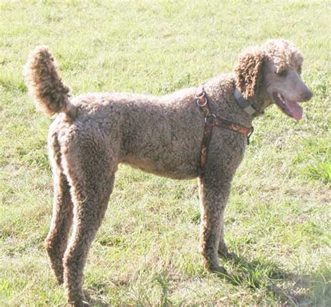 Advice from breed experts to make a safe choice. Standard Poodle Puppies for Sale