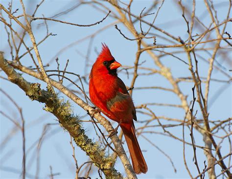 Red Cardinal Animals Bird Birds Cardinals Nature Wildlife Winter