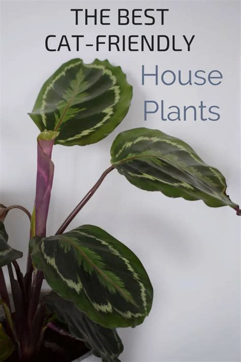 I've also seen this question. Green Fingers | Cat safe house plants, Cat plants ...