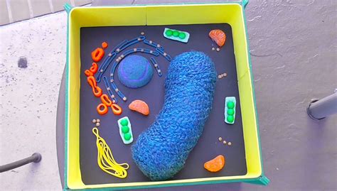 Plant Cell Science Project Using Household Items Pflanzenzellenmodell