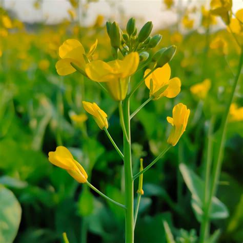 Mustard plant - Wikipedia