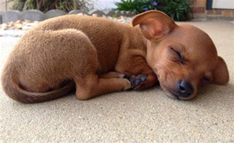 See more ideas about chiweenie, chihuahua, dachshund. 20 Things Only Chiweenie Owners Would Understand in 2020 ...
