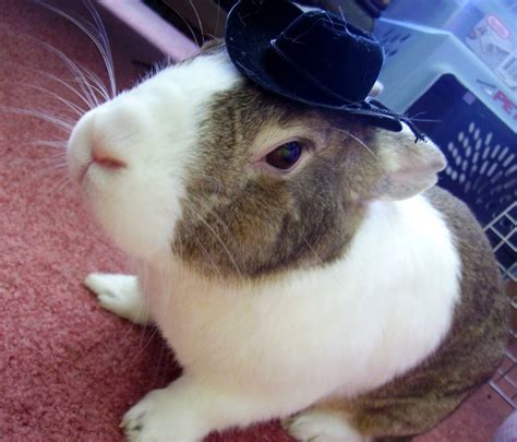 Cuteness Overload Bunnies With Hats Gallery 20 Photos Hop To Pop
