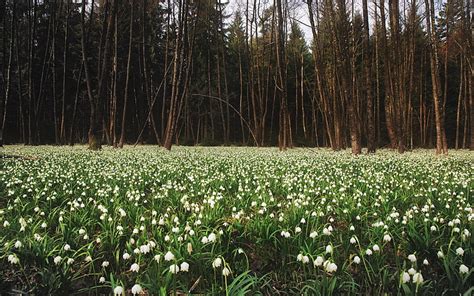 1920x1080px Free Download Hd Wallpaper White Flower Field Lilies