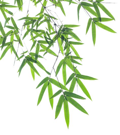 Bamboo Leaf Euclidean vector - Bamboo pictures png download - 646*722 - Free Transparent Bamboo ...