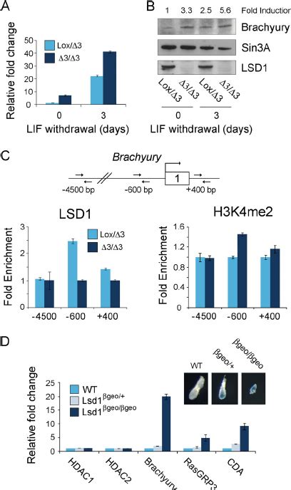 Brachyury A Direct Target Gene Of Lsd Is Derepressed In Lsd