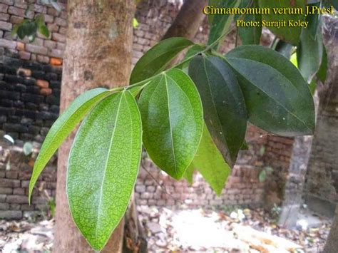 Many of the insect pests that affect these plants like the cinnamon butterfly and cinnamon gall mite. Medicinal Plants: Cinnamomum verum, Cinnamon, Dalchini
