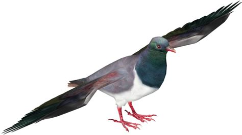 Pigeon Png Photos Png Play