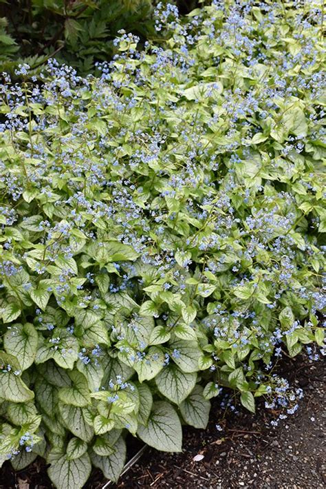 Jack Frost Bugloss Clearview Nursery