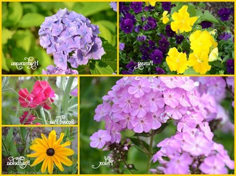 Flower Names And Photos