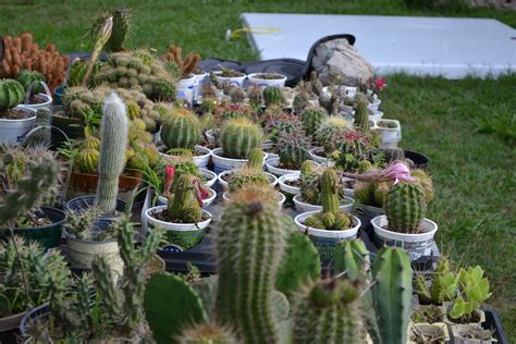Assorted Cacti Idées Jardin Jardins