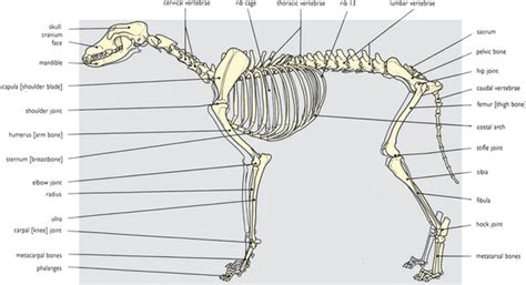 Skeletal Anatomy Animals