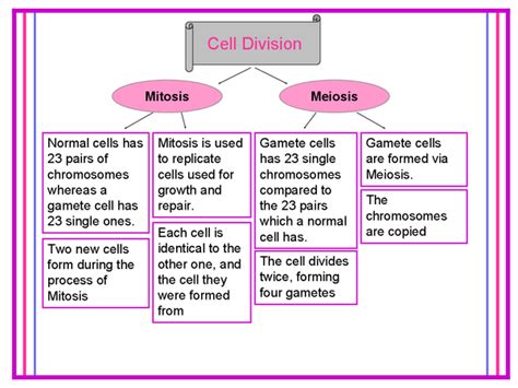 Meiosis And Mitosis Presentation In Gcse Biology