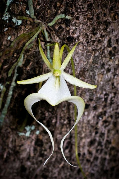 Ghost Orchid Adaptation