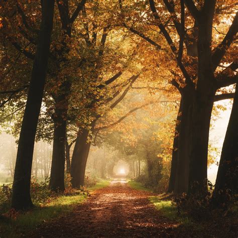 Autumn Wallpaper 4k Forest Foggy Yellow Nature 1682