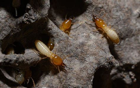 Top 10 Cool Facts About Termites Pest Control Tips
