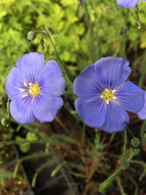 Perennial Flax Linum Perenne Naturescape Wildflower Farm