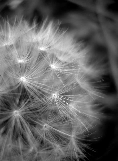 Dandelion Black And White Photography Home Decor 10x8