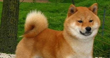Shiba inus have two layers of coats that need brushing. Shiba Inu World: Shiba Inu Height - How Tall Does the ...