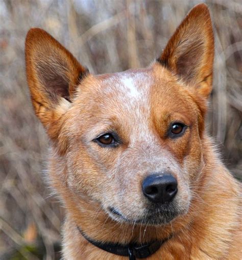 Would ♥ To Own Another Heeler Perritos Australianos Perros