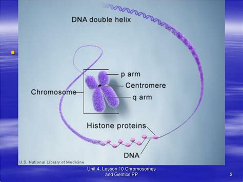 Ppt Unit 4 Reproduction And Genetics Lesson Lesson 10 Chromosomes