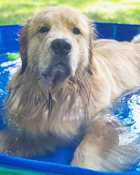 Pinterest Catherinesullivan2017 Dog Pool Golden Retriever Dogs