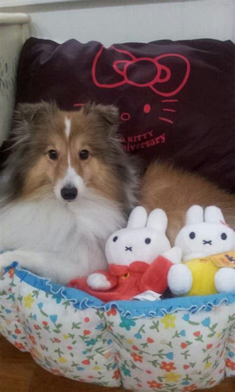 Similar to their larger cousins, miniature shelties are more likely to be good and energetic, with an innate herding intuition. Hello Sheltie! | Sheltie dogs, Sheltie, Sheltie puppy