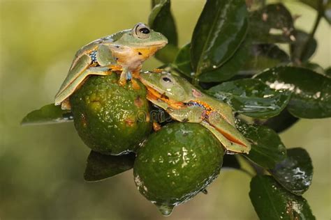 Two Green Tree Frogs Are Hunting For Prey On A Lbush Stock Image Image Of Adorable Nature