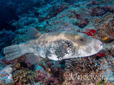 Blue Spotted Puffer Arothron Caeruleopunctatus Uncovery